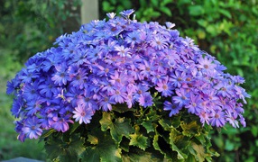 Bouquet of blue flowers beautiful