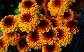 Bouquet of bright orange chrysanthemum flowers