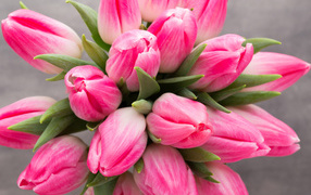Bouquet of delicate pink tulips