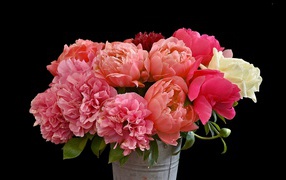 Букет розовых красивых пионов в ведре на черном фоне