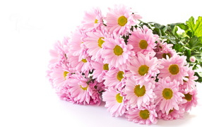 Букет розовых хризантем на белом фоне