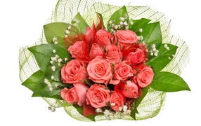 Букет розовых роз с большими зелеными листьями на белом фоне