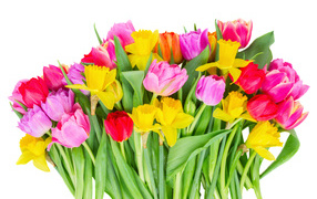 Bouquet of pink tulips and yellow daffodils on a white background