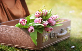 Bouquet of pink tulips in a leather suitcase