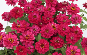 Букет розовых цветов цинния