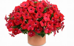 Bouquet of red garden flowers petunia on a white background