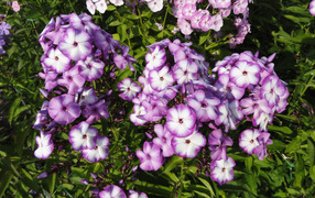 Яркие фиолетово - белые  цветы садовой флоксы