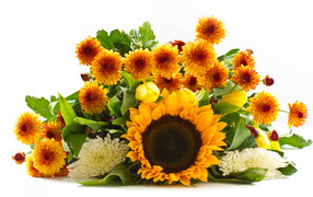 Chrysanthemum and sunflower flower on a white background