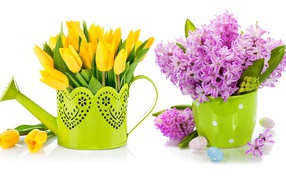 Composition with yellow tulips and lilac hyacinths on a white background