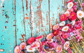 Маргаритки и флоксы на старой деревянной поверхности