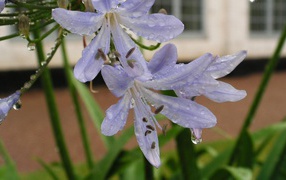 Delicate agapanthus flowers in fresh dew drops