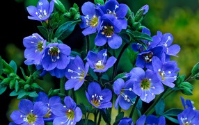 Нежные синие мелкие цветы незабудки 