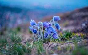 Нежные голубые полевые цветы прострел