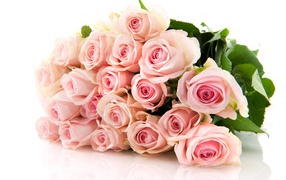 Нежный букет красивых розовых роз на белом фоне