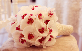 Нежный букет белой орхидеи