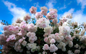 Delicate bush of pink roses against the blue sky