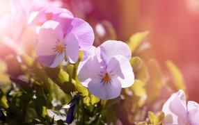 Delicate flowers Pansies in the sun