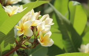 Delicate flowers of tropical plumeria tree