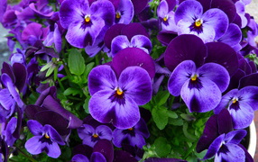 Нежные маленькие фиолетовые цветы анютины глазки