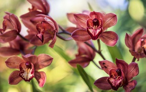 Нежные цветы орхидеи 