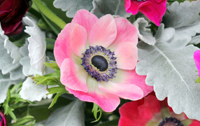 Нежная розовая анемона крупным планом