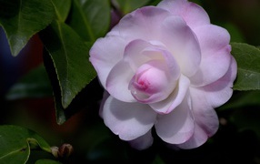 Нежный розовый цветок камелия крупным планом