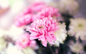 Нежный розовый цветок хризантемы крупным планом