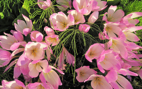 Нежные розовые крокусы крупным планом