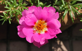 Нежный розовый цветок портулак вблизи