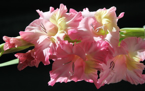 Нежные розовые гладиолусы на черном фоне