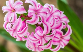 Delicate pink hyacinth flower 