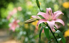 Delicate pink lily with buds