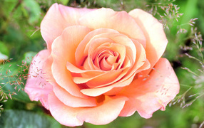 Нежная розовая роза крупным планом 