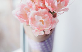 Delicate pink tulip flowers