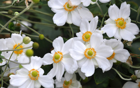 Нежные белые цветы анемоны вблизи