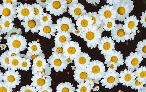 Нежные белые цветы ромашки крупным планом