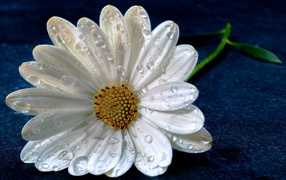 Delicate white daisy in droplets of dew on a blue background