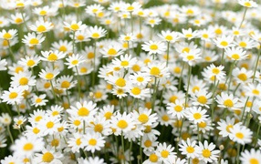 Нежные белые полевые ромашки 
