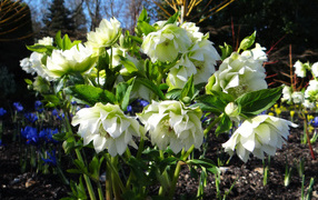 Нежный белый цветок морозник крупным планом