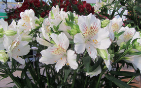 Нежные белые цветы Альстромерия  