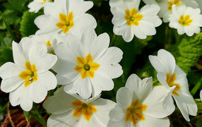 Нежные белые цветы примула 