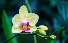 Нежная желтая цветущая орхидея 