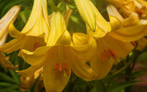 Delicate yellow lilies close-up