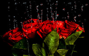 Капли воды стекают на красные розы на черном фоне