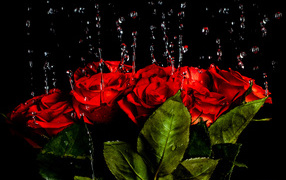 Капли воды стекают на красные розы на черном фоне