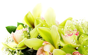 Экзотические цветы орхидеи крупным планом на белом фоне