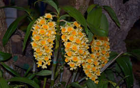 Экзотические желтые цветы орхидеи