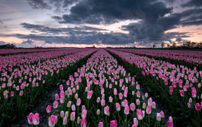 Поле красивых розовых тюльпанов 
