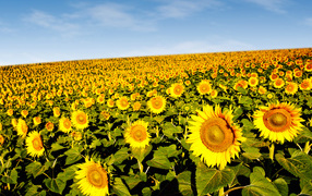 Field of beautiful yellow sunflowers under a blue sky