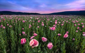 Field of pink poppies under the beautiful summer sky